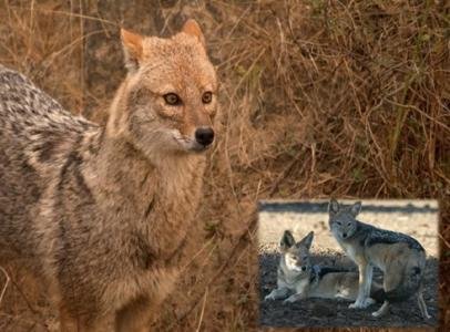 Population Genetic Structure of Golden Jackal, Canis aureus in Gujarat ...